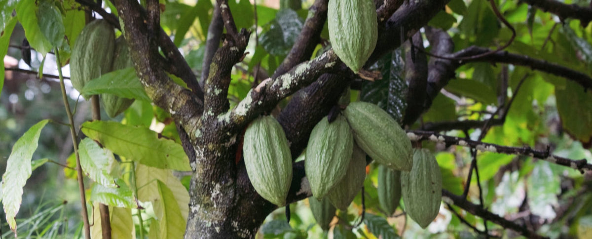Local Cocoa – Belgian Delights